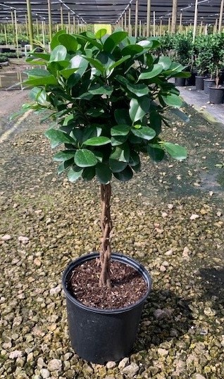 10'' Braided Ficus Maclome